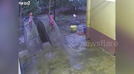 Mission impossible! Schoolgirl tumbles from bike but clings onto concrete ledge like a stunt man