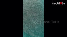 A close-ordered school of mullet fish swimming near the ocean surface *Incredible Happening*