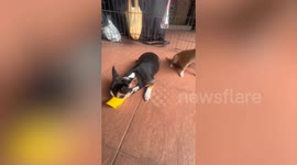 Six pet Chihuahua dogs wear muzzles that look like duck beaks