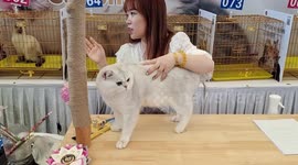 ICE International Cat Expo at Pet Asia in Shanghai, China