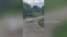 Dozens of geese waddle down road holding up traffic