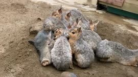 Patagonian Mara rodents snuggle with boar to keep warm at zoo in Japan