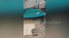 Wild monitor lizard raids family's pet turtle enclosure