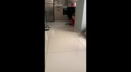 Cute boxer puppy plays a fun game of Hide and Seek with adorable hoooman toddler