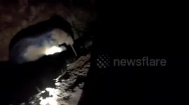 Elephant calf rescued after falling into well in eastern India