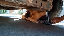 Stray dog with leg stuck in car wheel rescued