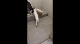 Playful cat's bathroom water adventure: a quirky scene from Cerme, Indonesia