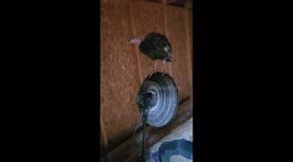 Turkey Takes a Ride on Fan