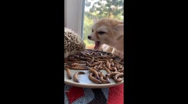 Fox and Hedgehogs Eat Worms