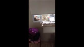 Cat Chills In The Sun