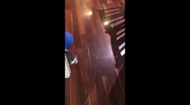 Bunny Enjoys Chasing Balloons Around the House.