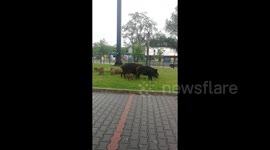 A family of wild boars is walking around the city looking for food