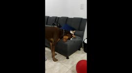 Cat Grooms Doberman Pinscher
