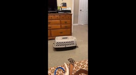 Raccoon Attempts Her Great Escape
