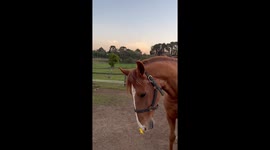 Horses Versus Duct Tape