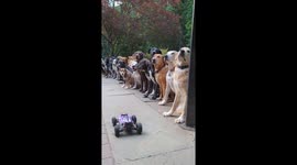 Canine self-control mastered: mind of dog's remarkable RC car lineup challenge