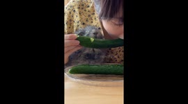 Eating moments: sharing joyful bites with beloved guinea piglet in Japan