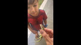 Curious Boy Bitten By Small Lizard
