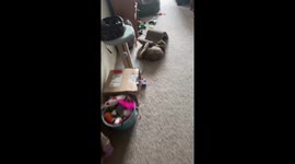 Cat Learns How To Get Dizzy