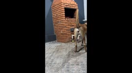 Malinois Makes A Watery Mess