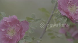 Multi shot close-up of Kushui Rose in Yongdeng County, Gansu Province.