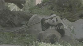 Fixed filming of giant pandas eating bamboo leaves at the Giant Panda Breeding Research Base in Chengdu, Sichuan Province.