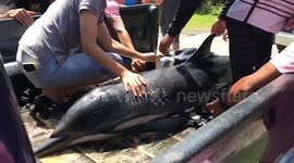 Injured striped dolphin rescued when it washes ashore on Thai beach