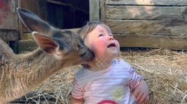 Rescue deer becomes best friends with toddler