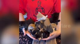 Basket of 26 kittens left dumped outside cat rescue centre