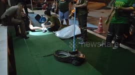 Horrified pensioner BITES python when he wakes up with the snake around his leg