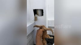 Resident rescues stray kitten stuck behind plasterboard wall