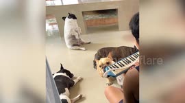 Pet French bulldog sits upright dancing as owner plays melodica