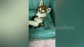 Clumsy pet Siberian Husky puppy gets stuck in owner's armchair