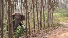 Wild elephant alerts police to bag containing opium in China