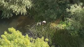 Moment pony missing for three days is rescued by firefighters after being located using drone