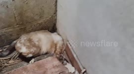 Stray cat with head stuck in hole in concrete wall rescued in Thailand