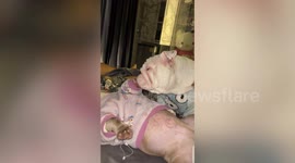 Pet bulldog licks foot of his sleeping friend