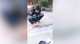 Paramedic gives monitor lizard a back massage in Thailand