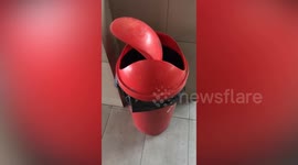 Ghost bin lid keeps swinging while nobody is around