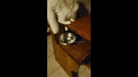 Cat Drinks Water the Hard Way