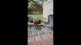 Dog Meets Frog
