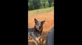 Farm Dog Digs A Water Trough