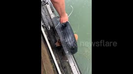 Kind-hearted people rescue dog trapped in river amidst torrential downpour in China