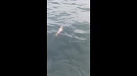 Big Tuna Takes A Bite