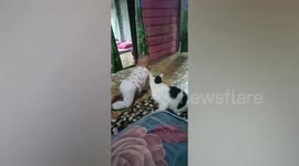 Protective pet cat guards and keeps baby boy from leaving bedroom
