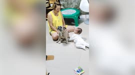 Pet dog guards baby against father as he pretends to hit him