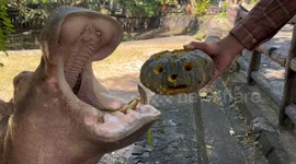 Hungry hippo crushes pumpkin between its giant jaws making oddly satisfying sound