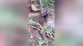 Spider wasp drags dead huntsman arachnid back into nest