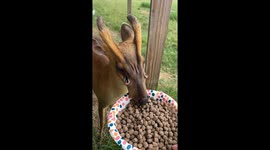 Biscuit the 'Alien' Deer Shows Off His Scent Glands