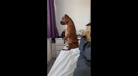 Nosey Dog Sits and Stares Out Window